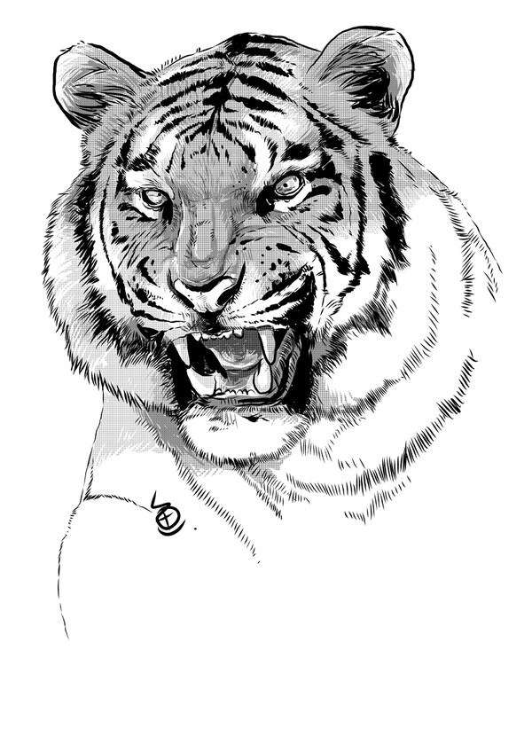 tiger