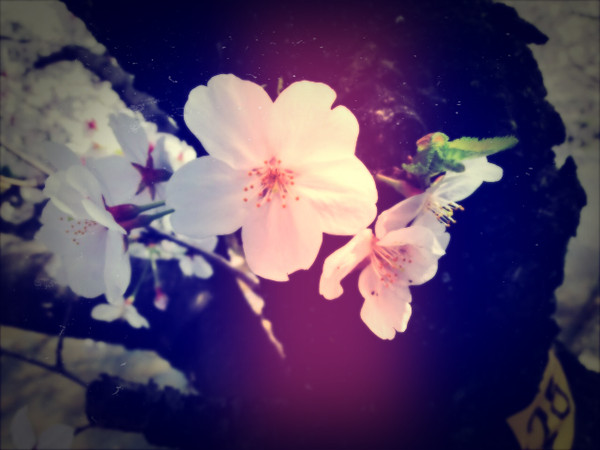 花見に行ったとき(今年)