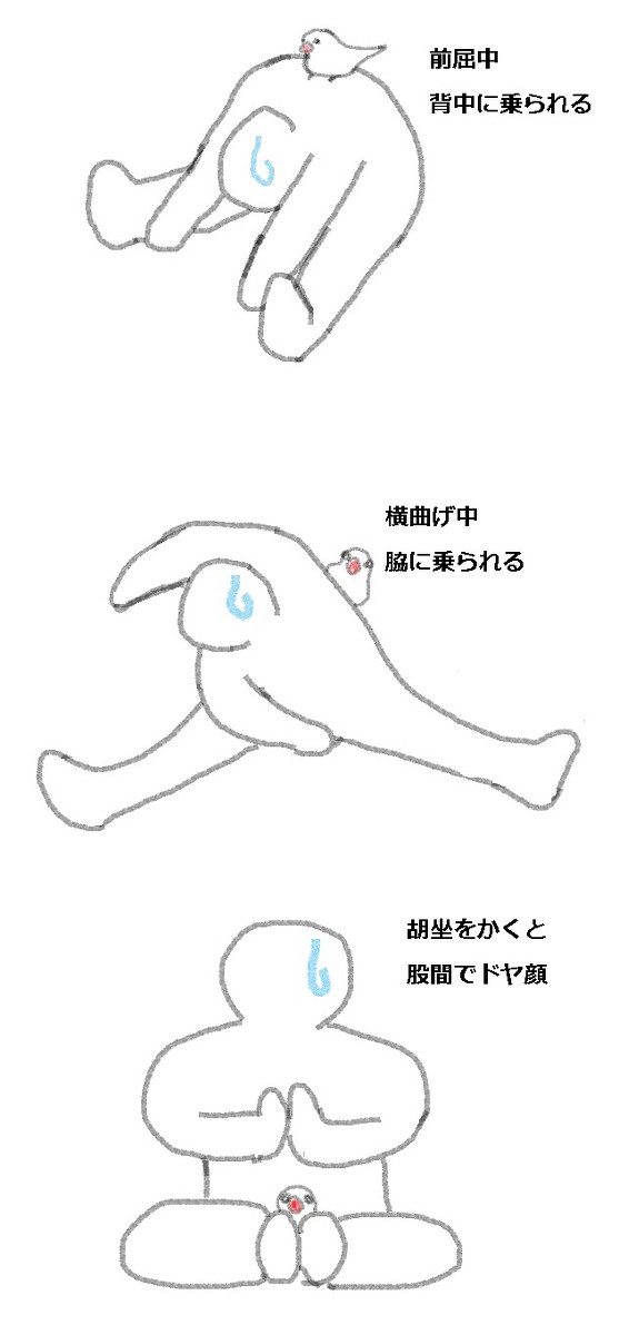 【危険な文鳥・1】