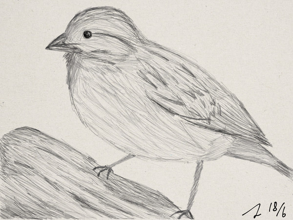 bird 2