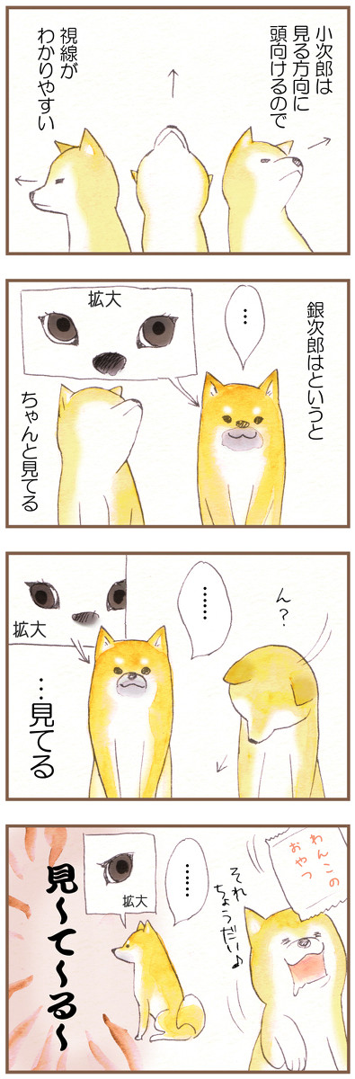 我が家のわんこ観察メモ4