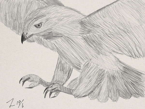 Hawk