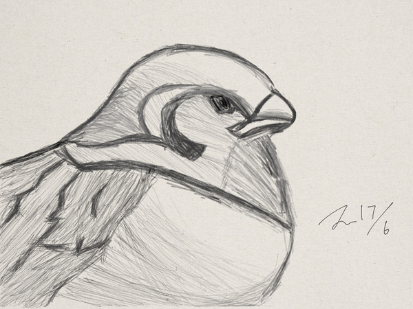 bird