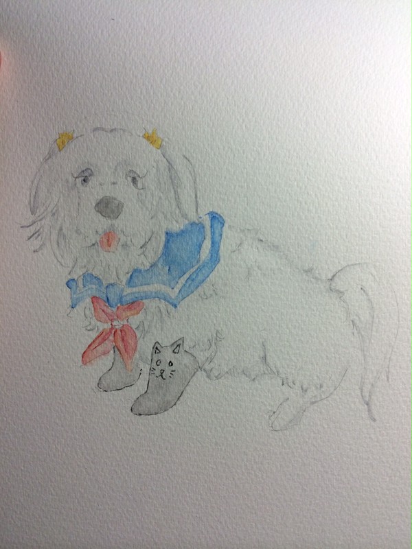 セーラー犬