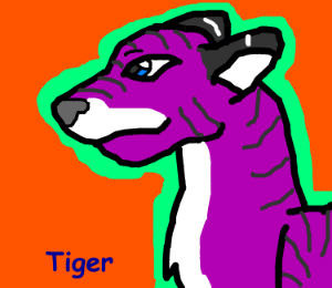 tiger purple