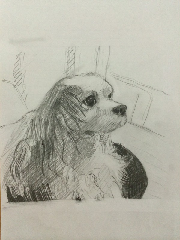 犬　習作
