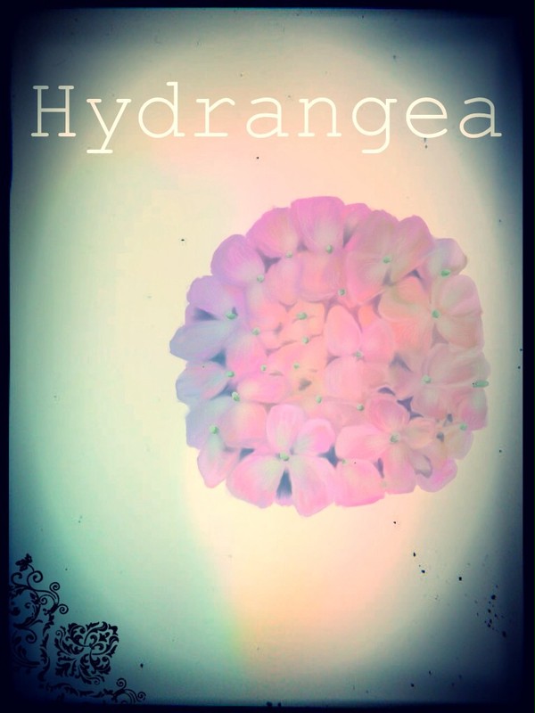 Hydrangea 【フリー素材】