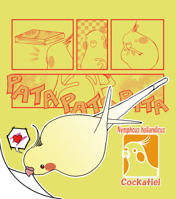 オカメインコ ルチノー