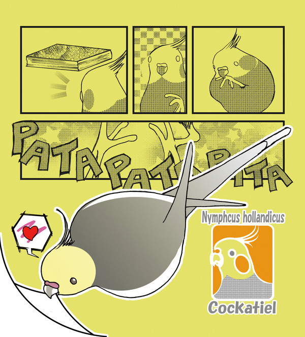 オカメインコ ノーマル