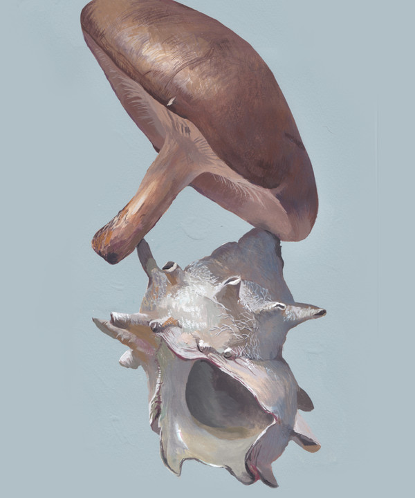 A　turban shell - 1/1