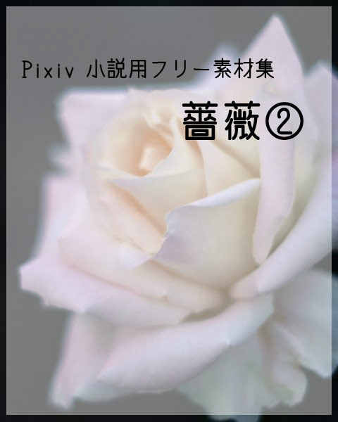 薔薇②