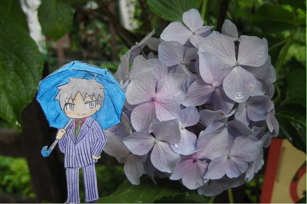 紫陽花。