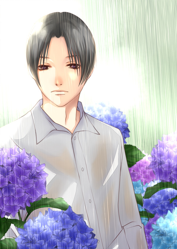 楓 紫陽花 雨