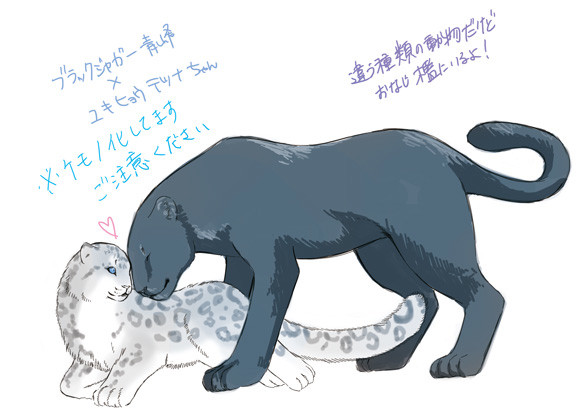 【ケモノ注意】ブラックジャガー青峰×ユキヒョウテツナちゃん