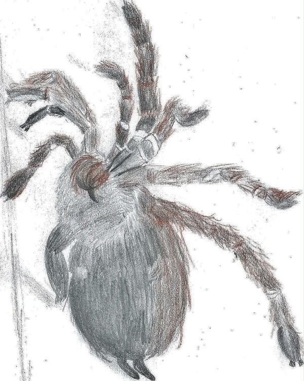 My pet spider Reddly