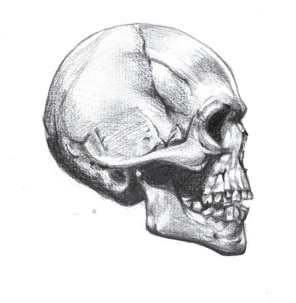 skull