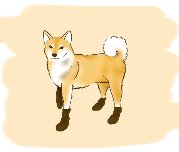 Shiba Inu with socks