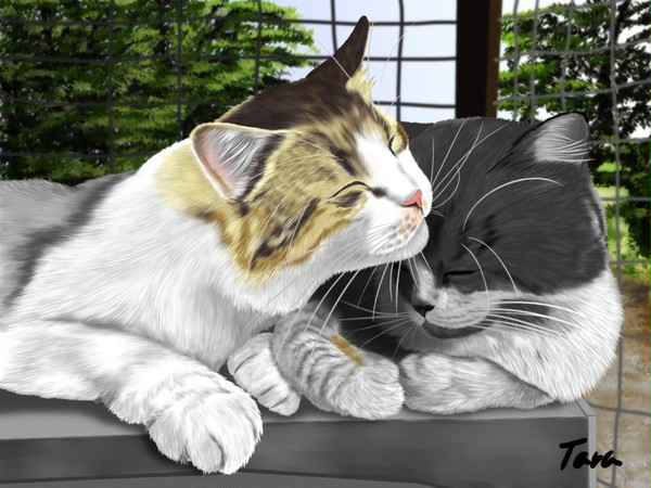 two cats