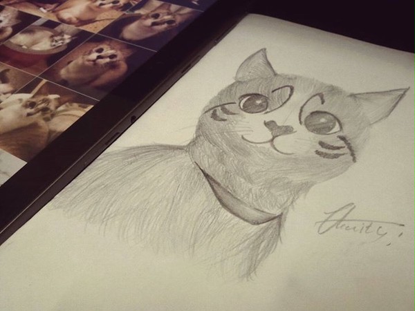 猫