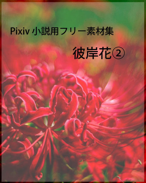 彼岸花②