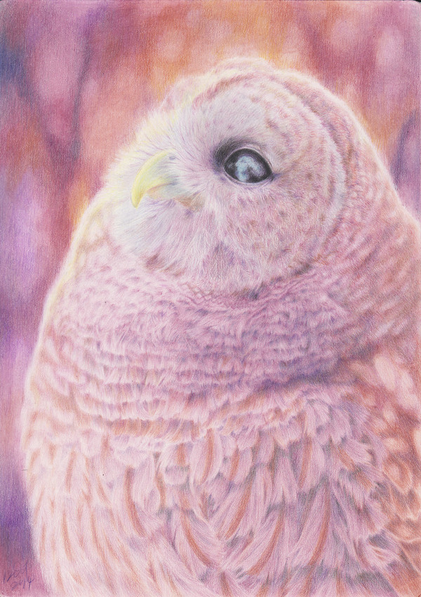 【鳥】亜米利加梟 (アメリカフクロウ)