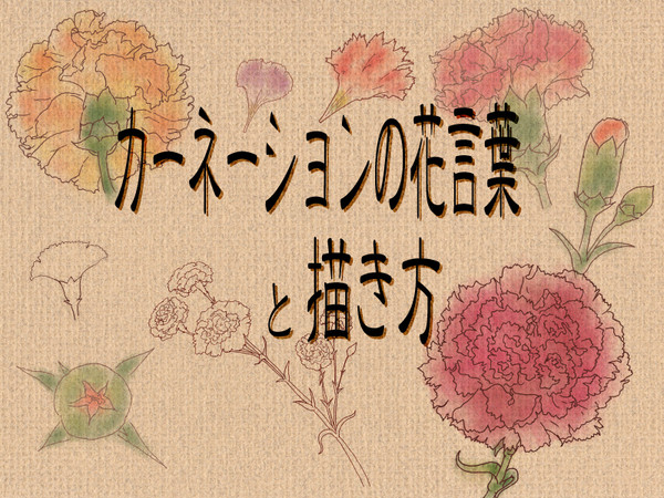 カーネーションの花言葉