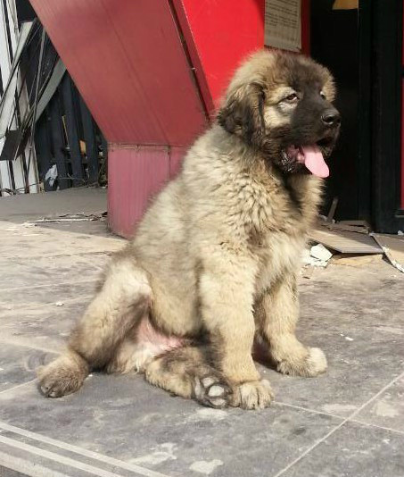 高加索犬