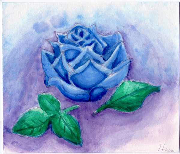 Blue rose