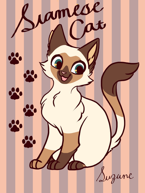 siamese cat