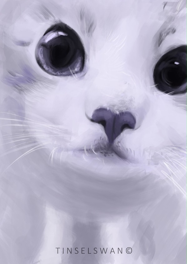 Kitty study