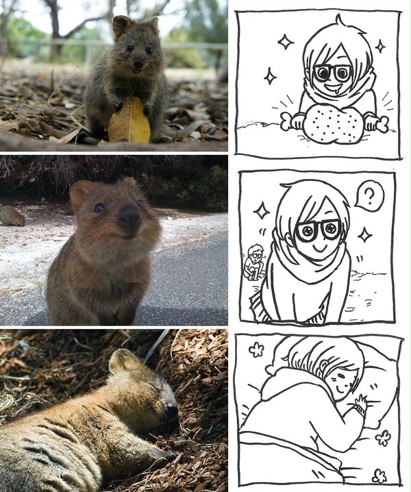 Quokka