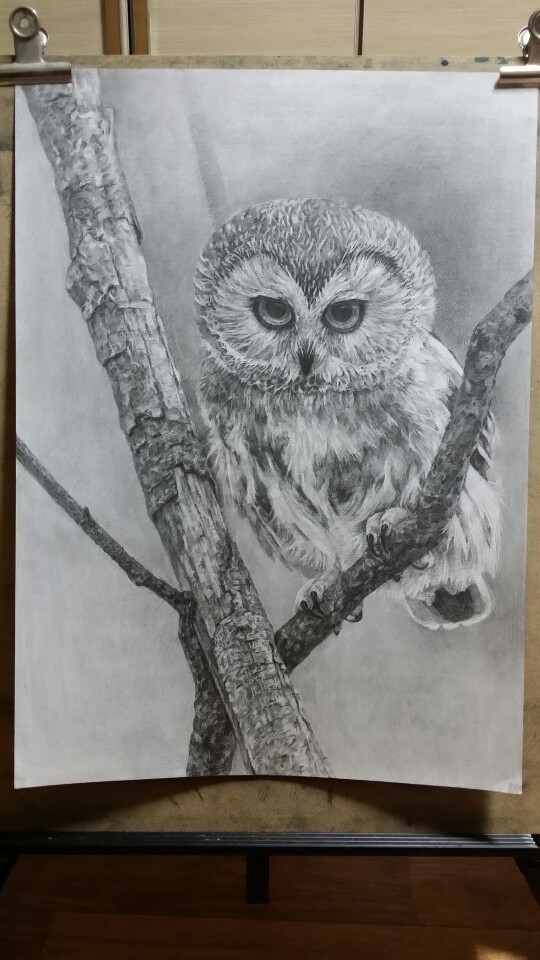 owl