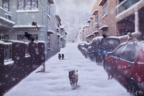 Frozen cat town