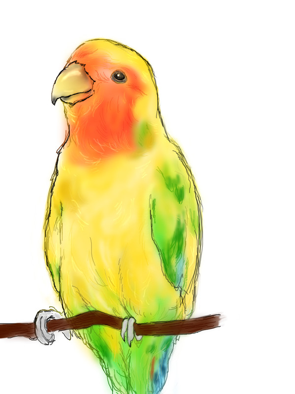 鸚鵡