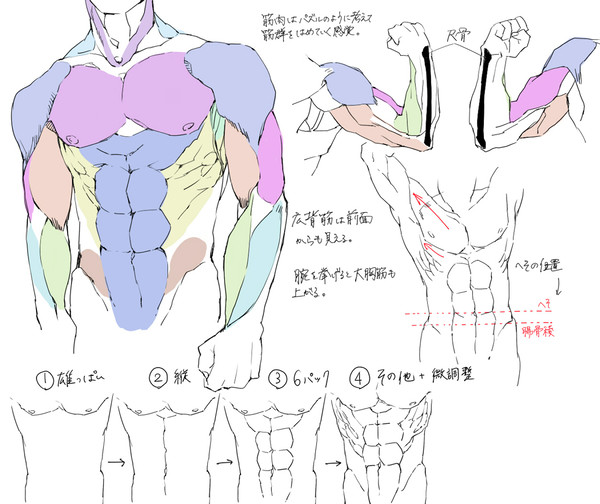個人的筋肉の描き方 - 1/5