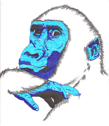Gorilla Portrait