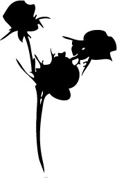 花いろいろ