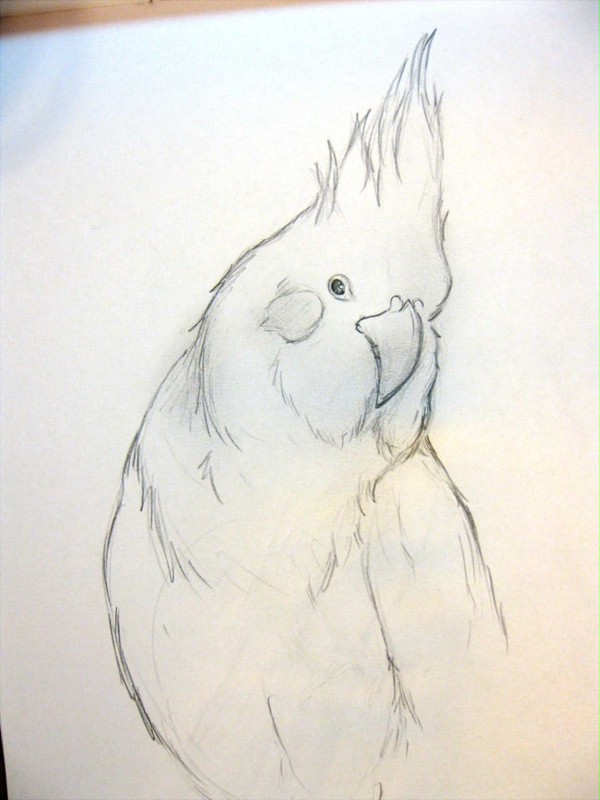 鳥仔!