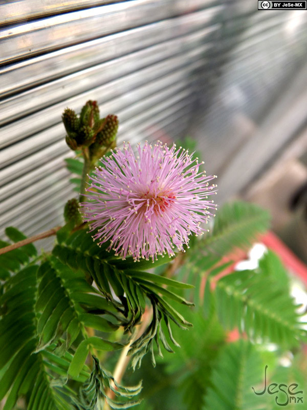 Paracaidas Rosa