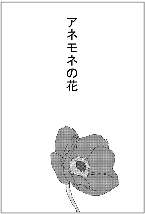 アネモネの花