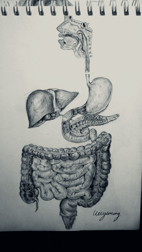 Wei's AnatomyXDDD