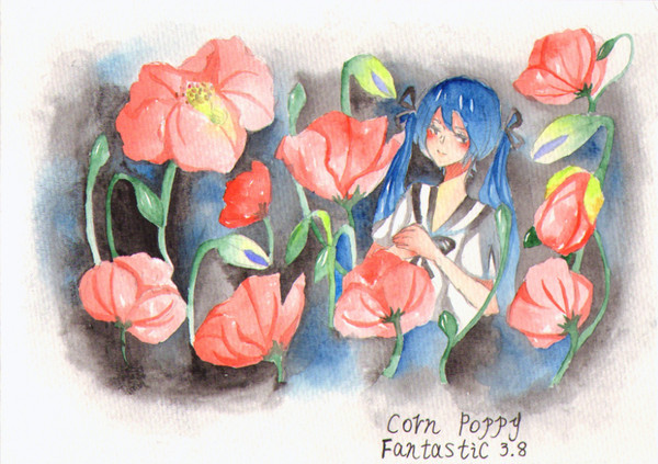 CORN POPPY