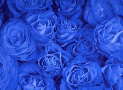 青薔薇