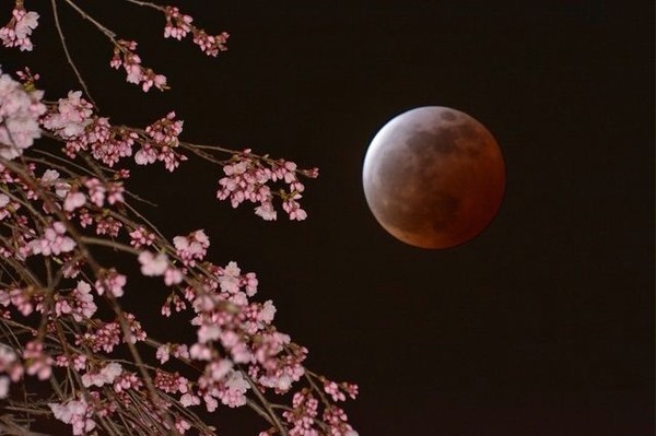 皆既月食の夜桜添え