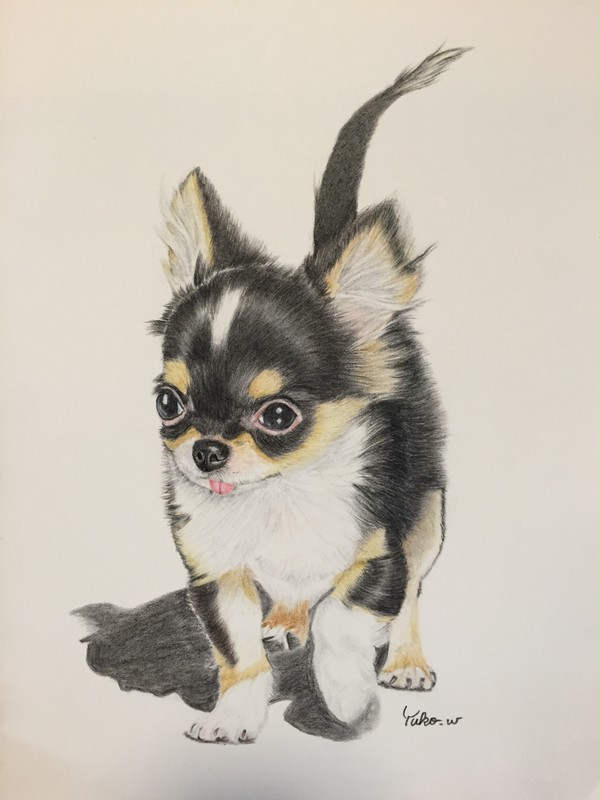 チワワの仔犬２