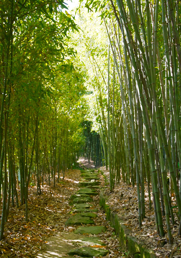 竹林　〜其の二〜