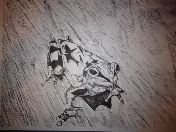 カエル 手書き