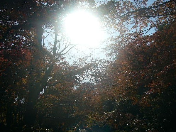 略奪者たちの森5