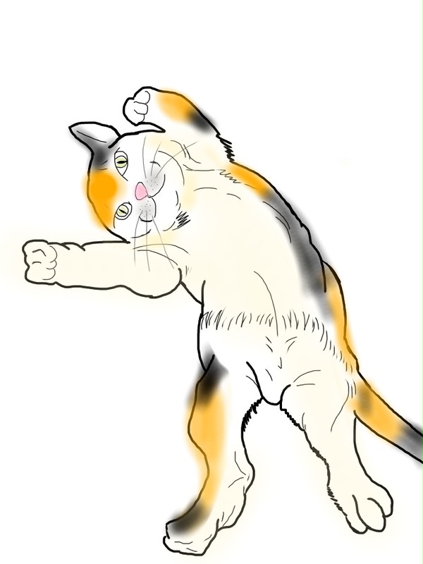 猫