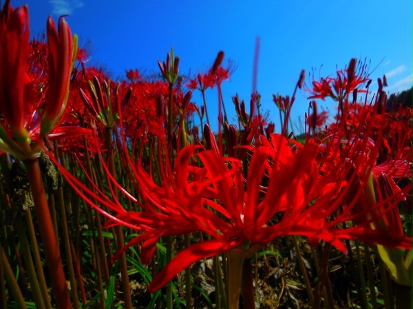 【写真】　曼珠沙華